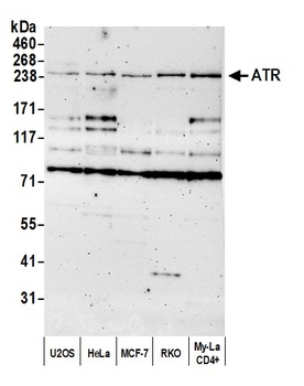 Rabbit anti-ATR Antibody, Affinity Purified