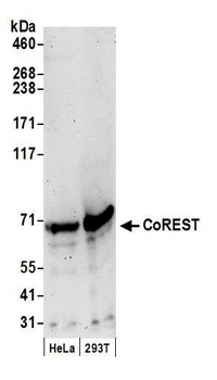 Rabbit anti-CoREST Antibody, Affinity Purified
