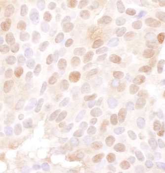 Goat anti-MCM4 Antibody, Affinity Purified