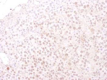 Goat anti-MCM4 Antibody, Affinity Purified