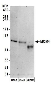 Goat anti-MCM4 Antibody, Affinity Purified