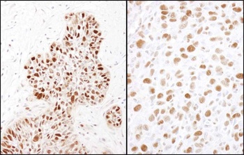 Rabbit anti-Phospho MCM2 (S41) Antibody, Affinity Purified