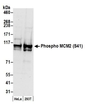 Rabbit anti-Phospho MCM2 (S41) Antibody, Affinity Purified