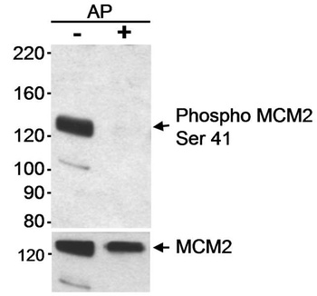 Rabbit anti-Phospho MCM2 (S41) Antibody, Affinity Purified