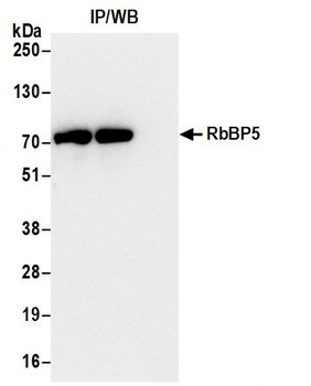 Rabbit anti-RbBP5 Antibody, Affinity Purified