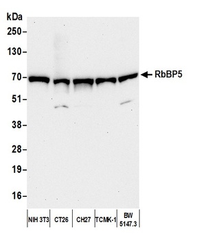 Rabbit anti-RbBP5 Antibody, Affinity Purified