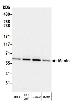 Rabbit anti-Menin Antibody, Affinity Purified