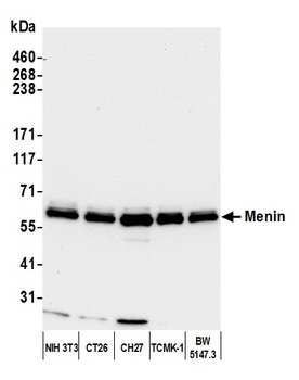 Rabbit anti-Menin Antibody, Affinity Purified