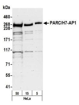 Rabbit anti-PARC/H7-AP1 Antibody, Affinity Purified
