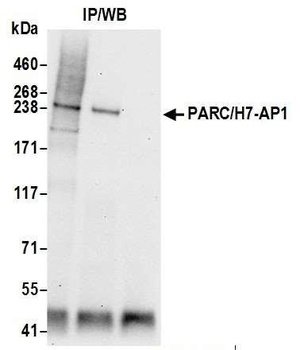 Rabbit anti-PARC/H7-AP1 Antibody, Affinity Purified