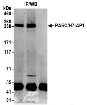 Rabbit anti-PARC/H7-AP1 Antibody, Affinity Purified
