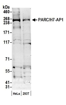 Rabbit anti-PARC/H7-AP1 Antibody, Affinity Purified