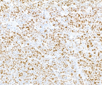 Rabbit anti-Phospho MCM2 (S108) Antibody, Affinity Purified