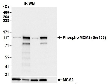 Rabbit anti-Phospho MCM2 (S108) Antibody, Affinity Purified