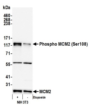 Rabbit anti-Phospho MCM2 (S108) Antibody, Affinity Purified