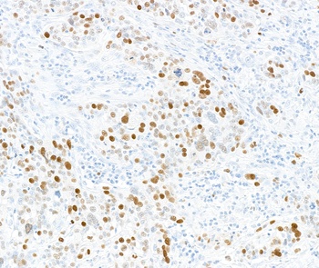Rabbit anti-Phospho MCM2 (S108) Antibody, Affinity Purified