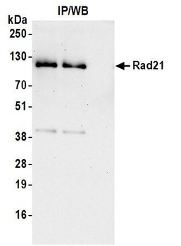 Rabbit anti-Rad21 Antibody, Affinity Purified