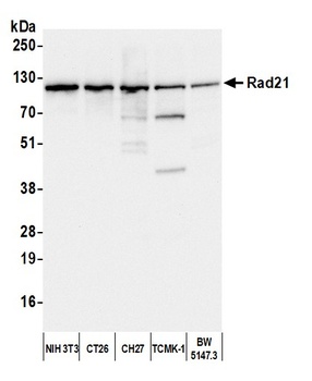 Rabbit anti-Rad21 Antibody, Affinity Purified