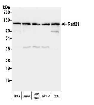 Rabbit anti-Rad21 Antibody, Affinity Purified
