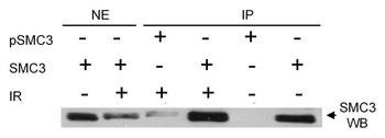 Rabbit anti-Phospho SMC3 (S383) Antibody, Affinity Purified