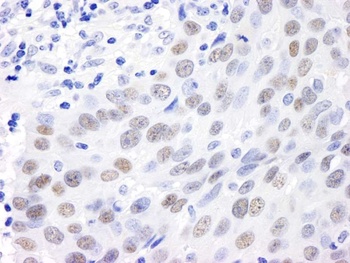 Rabbit anti-MDC1 Antibody, Affinity Purified