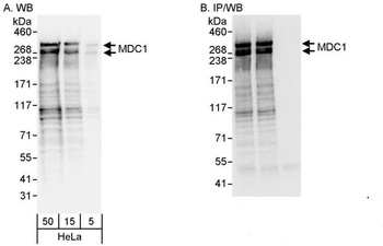 Rabbit anti-MDC1 Antibody, Affinity Purified