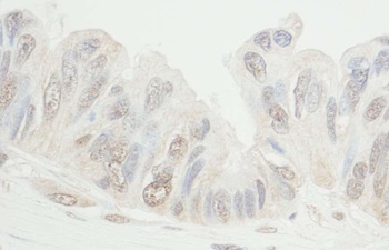 Rabbit anti-MDC1 Antibody, Affinity Purified