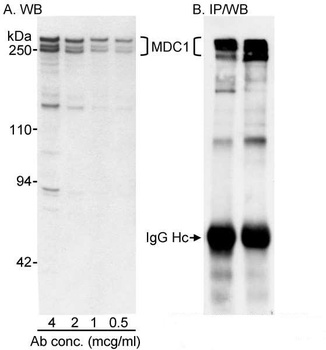 Rabbit anti-MDC1 Antibody, Affinity Purified