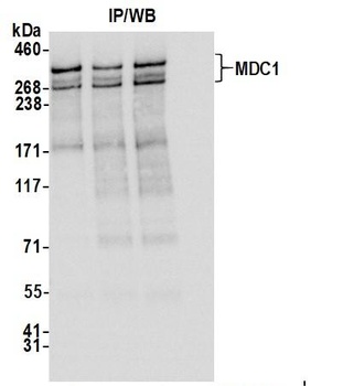 Rabbit anti-MDC1 Antibody, Affinity Purified