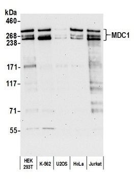 Rabbit anti-MDC1 Antibody, Affinity Purified