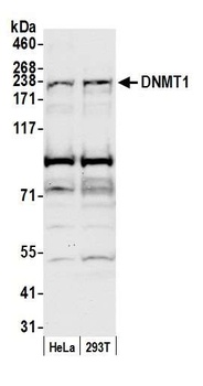 Rabbit anti-DNMT1 Antibody, Affinity Purified