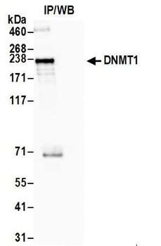 Rabbit anti-DNMT1 Antibody, Affinity Purified