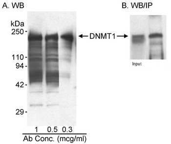 Rabbit anti-DNMT1 Antibody, Affinity Purified