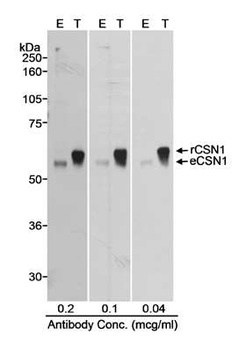 Rabbit anti-CSN1 Antibody, Affinity Purified