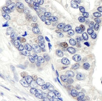 Rabbit anti-CSN1 Antibody, Affinity Purified