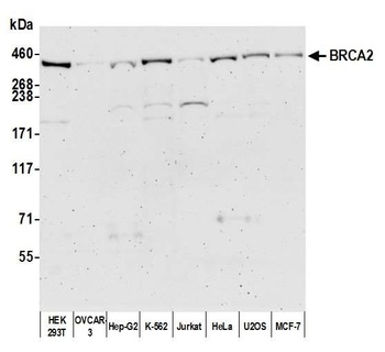 Rabbit anti-BRCA2 Antibody, Affinity Purified