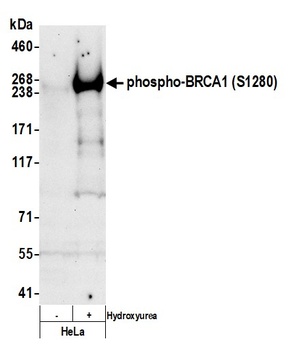 Rabbit anti-Phospho BRCA1 (S1280) Antibody, Affinity Purified