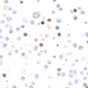 Rabbit anti-V5 Tag Recombinant Monoclonal Antibody [BLRE03H]