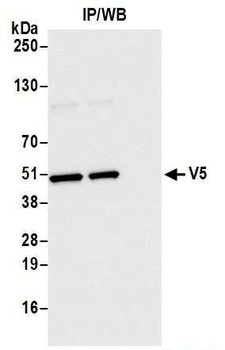 Rabbit anti-V5 Tag Recombinant Monoclonal Antibody [BLRE03H]