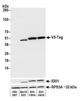 Rabbit anti-V5 Tag Recombinant Monoclonal Antibody [BLRE03H]