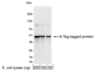 Rabbit anti-S Tag Antibody Affinity Purified