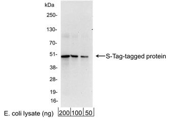 Goat anti-S Tag Antibody Affinity Purified