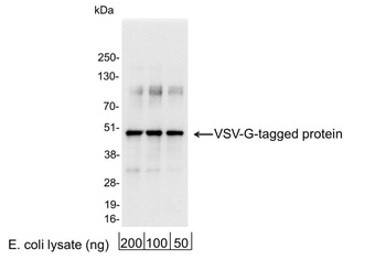 Rabbit anti-VSV-G Tag Antibody Affinity Purified