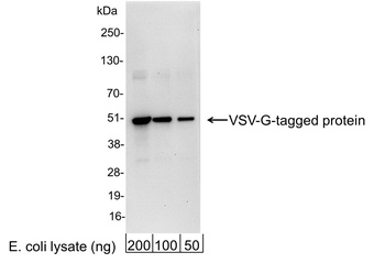 Goat anti-VSV-G Tag Antibody Affinity Purified