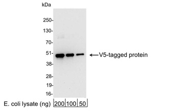 Rabbit anti-V5 Tag Antibody HRP Conjugated
