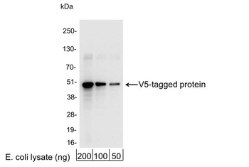 Rabbit anti-V5 Tag Antibody Affinity Purified
