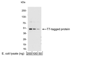 Rabbit anti-T7 Tag Antibody Affinity Purified