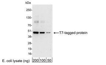 Goat anti-T7 Tag Antibody HRP Conjugated