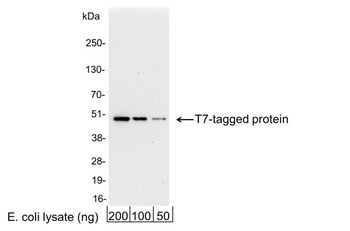 Goat anti-T7 Tag Antibody Affinity Purified