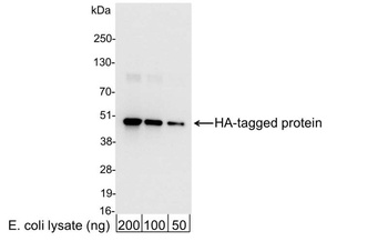 Rabbit anti-HA Tag Antibody HRP Conjugated